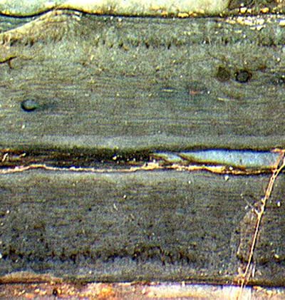 Aglaophyton mit Pilz Glomites rhyniensis