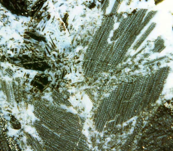 Permian wood fragments (no charcoal) in chalcedony