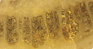 Cross-sections of sclerotic strands in seed fern
