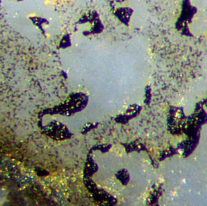 black blots near Aglaophyton