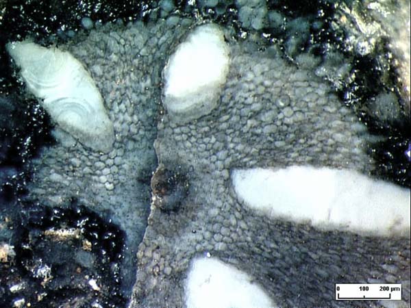 Sprossquerschnitt mit radial ausgerichteten Hhlen, Rhynie