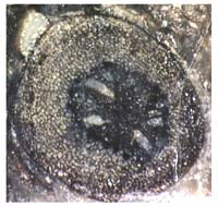 Sprossquerschnitt mit radial ausgerichteten Hhlen, Rhynie