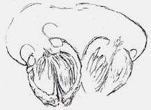 Scolecopteris pinnule in Permian chert, cross-section, less-common variety