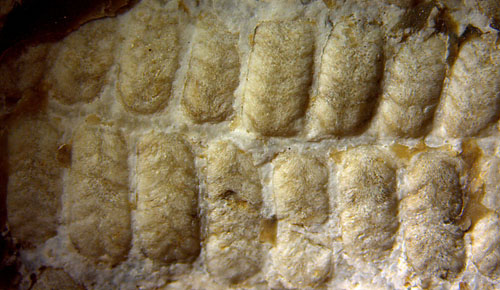 maggot fern pinnules