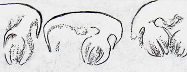 Scolecopteris pinnule cross-sections, distinct synangium stalks