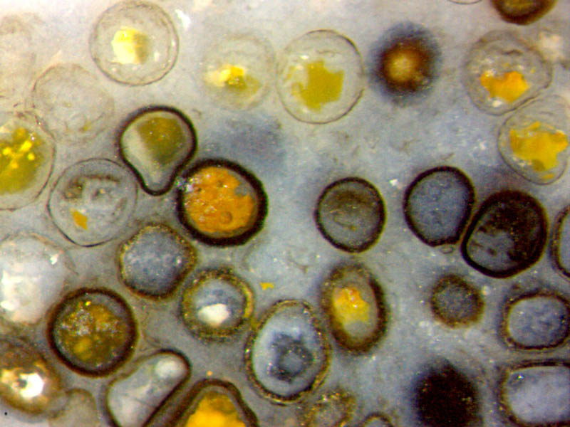 assemblage of resting spores
