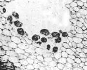 angular clots in Triassic fern