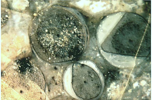 Rhynia cross-sections with peculiar shapes providing clues concerning details of the silicification process.