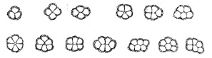 Scolecopteris-Sporangien angeordnet zu Synangien
