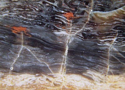 cracks in silicified peat with Psaronius