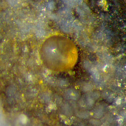 Fungus resting spore protruding from the sample surface