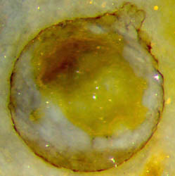 sphere: deformed alga cell, chalcedony
