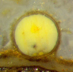 fungus resting spore, chalcedony
