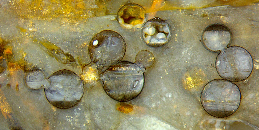 spheres on charophyte