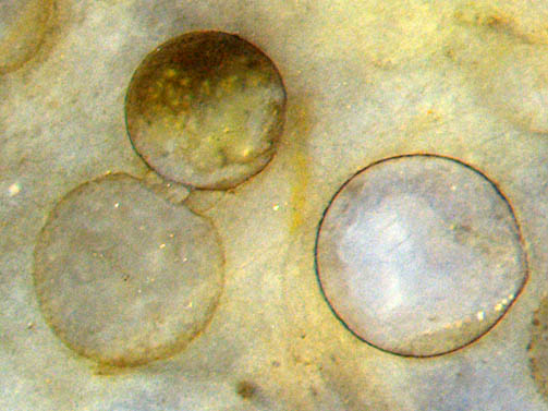 spheres: deformed alga cells, chalcedony