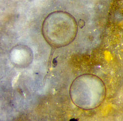 fungus resting spores, chalcedony