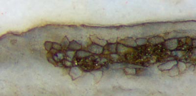 Aglaophyton "hollow straw" tissue