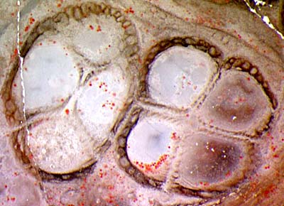 Scolecopteris synangia, different arrangement of sporangia