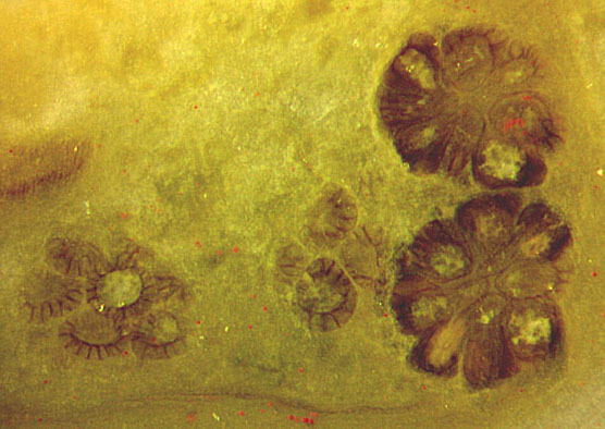 small sporangia in chert
