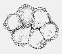 Scolecopteris-Synangium mit Sporen in jedem der 6 Sporangien
