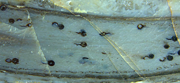 Aglaophyton with fungus chlamydospores, Palaeomyces