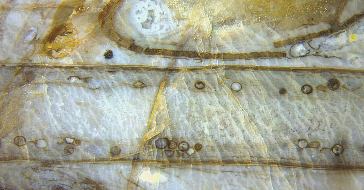 Glomites inside Aglaophyton