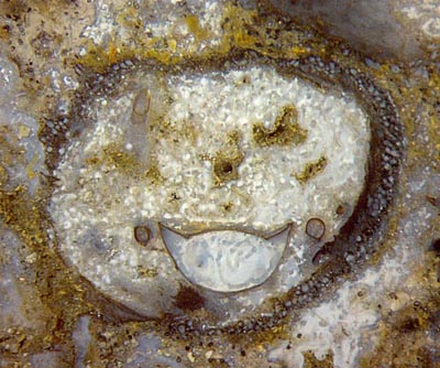 Trigonotarbid moult fragments inside hollow Horneophyton