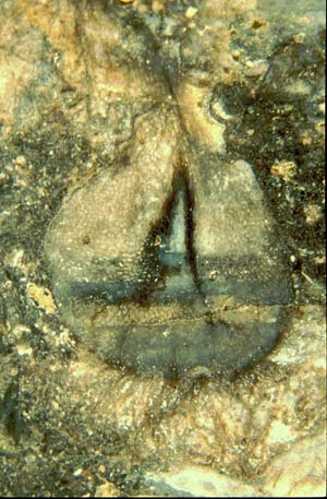 Horneophyton tuber with level bands