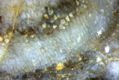 Horneophyton tuber detail