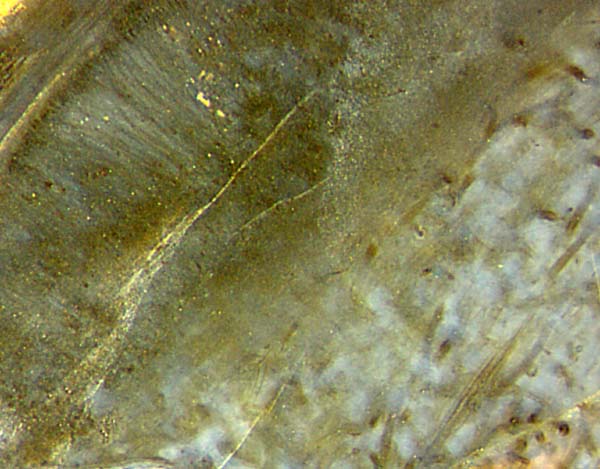 nematophyte margin
