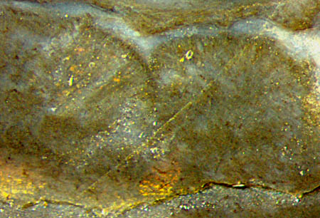 nematophyte surface