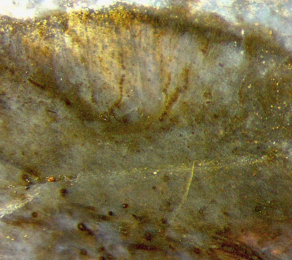 Nematophyton