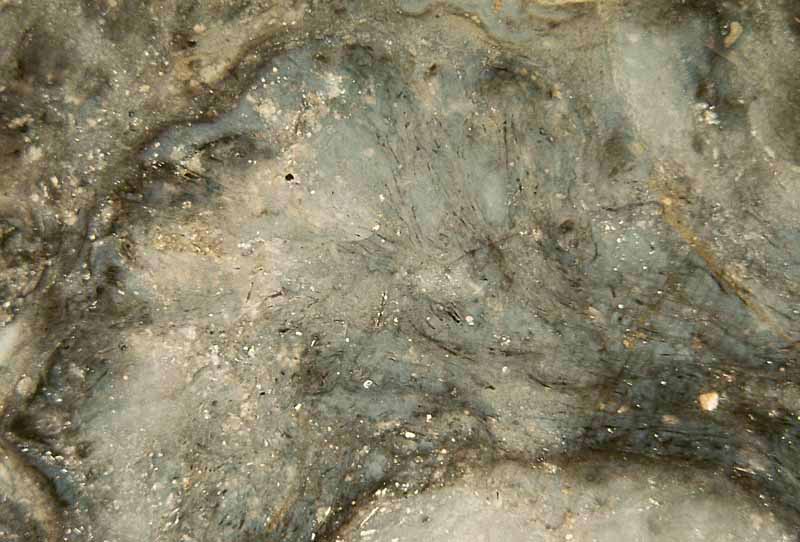 bounded patch with tube-like filaments near Pachytheca in Rhynie chert