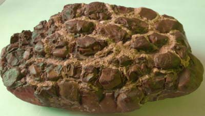 turtle stone, fragment of septarian boulder