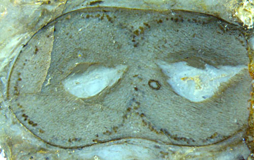 cross-section of forking Aglaophyton affected by fungi