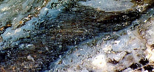 Aglaophyton-Sporangium mit rechtsdrehender Epidermis-Textur, Seitenansicht