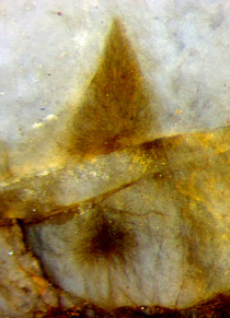 Croftalania tuft of filaments, shaped