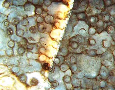 Nematophyt: parallel ausgerichtete Schluche, Querschnitt