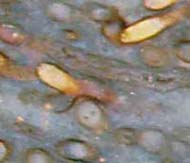 Nematophyt: dunkle Fden in manchen Schluchen