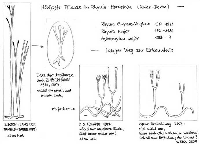 Skizzen wechselnder Ansichten von Aglaophyton