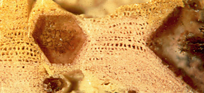 quartz crystals grown within wood tissue