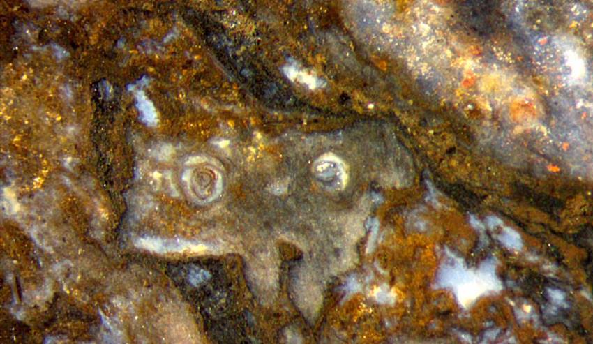 Kombination fossiler Objekte unklarer Zuordnung
