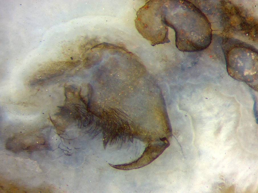 Fangzahn eines r�uberisch lebenden spinnen-artigen
Tieres aus der Gruppe der Trigonotarbiden